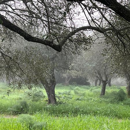 Muristene Pozzo Santa Cristina Paulilatino المظهر الخارجي الصورة