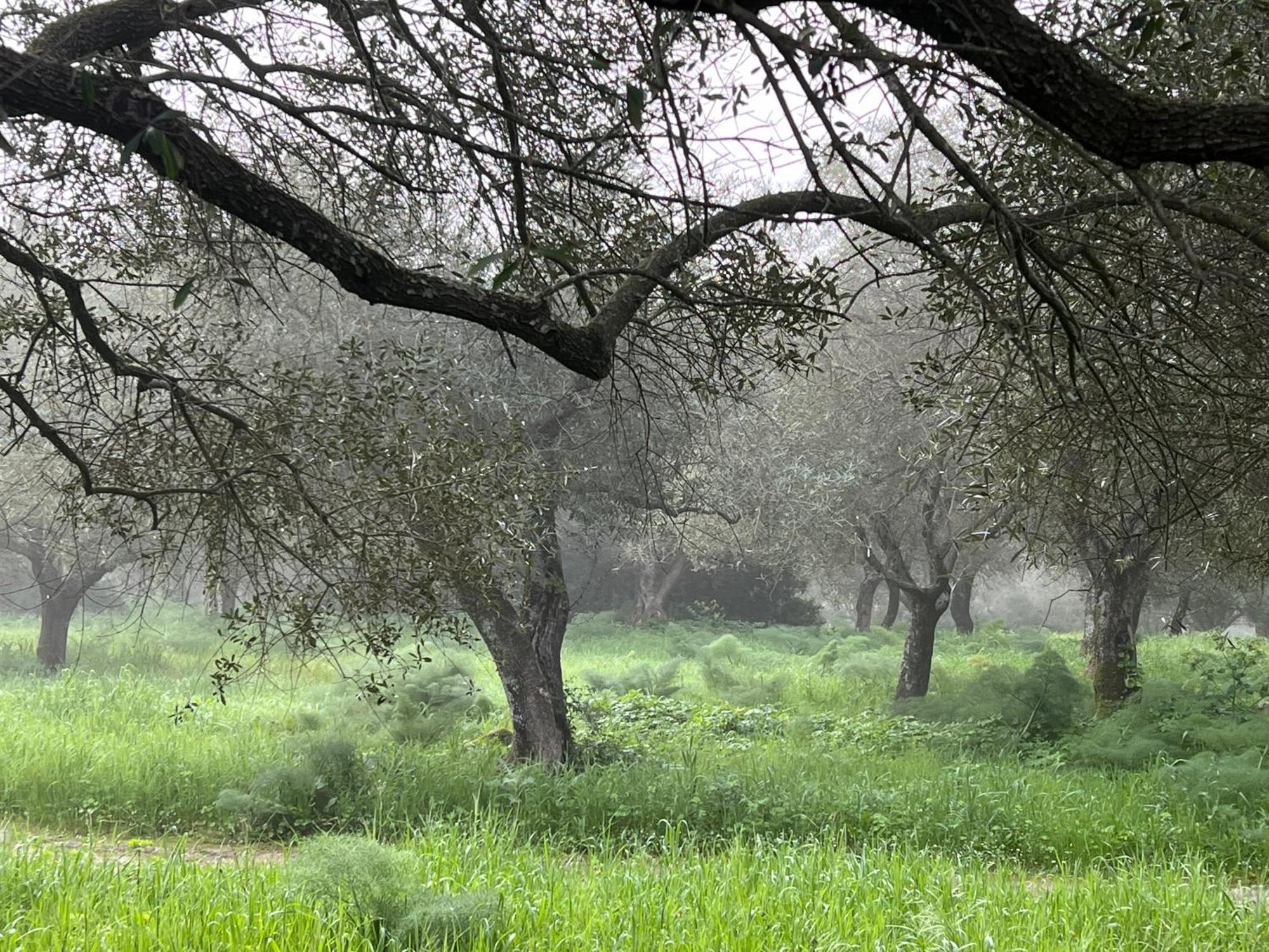 Muristene Pozzo Santa Cristina Paulilatino المظهر الخارجي الصورة